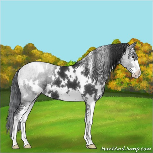 Horse Color:White Spotted Black Sabino 