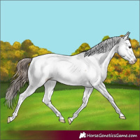Horse Color:Black Pearl Sabino