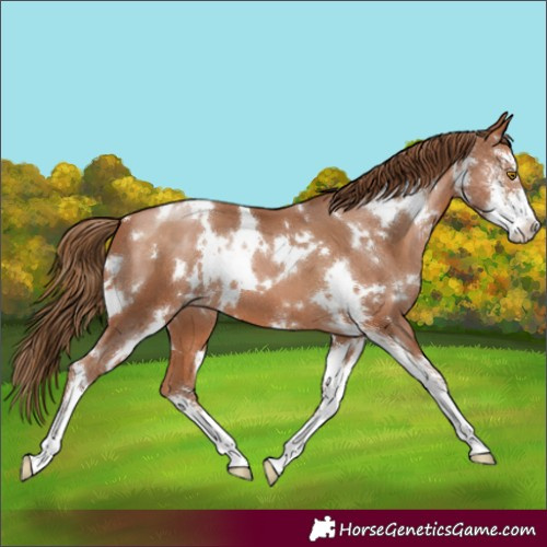 Horse Color:White Spotted Brown Pearl Sabino 