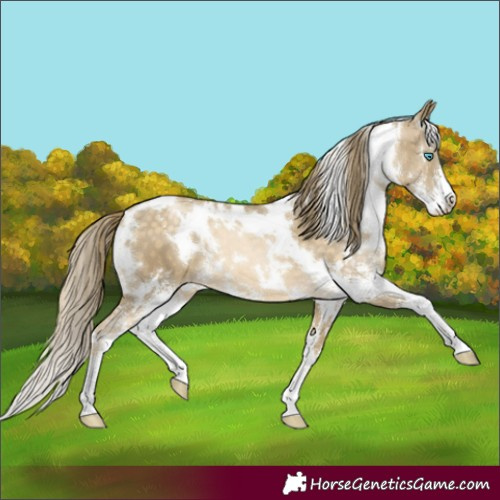 Horse Color:White Spotted Buckskin Pearl Sabino 