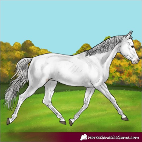 Horse Color:Silver Black Sabino 
