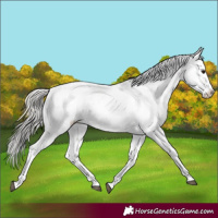 Horse Color:Silver Black Sabino 