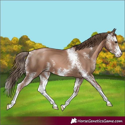 Horse Color:Black Pearl Sabino 