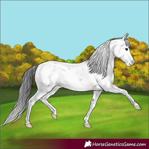 Horse Color:Brown Dun Sabino 