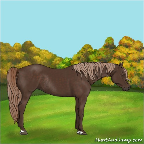 Horse Color:Liver Chestnut Rabicano