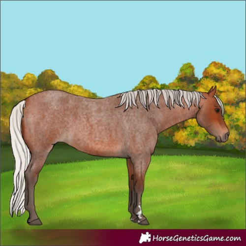 Horse Color:Silver Bay Roan 