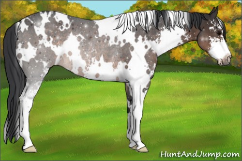 Horse Color:White Spotted Brown Sabino Rabicano 