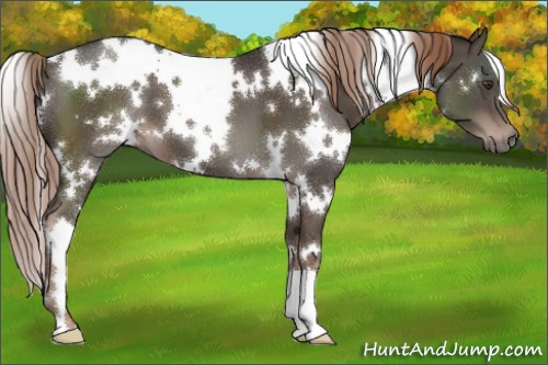 Horse Color:White Spotted Liver Chestnut 
