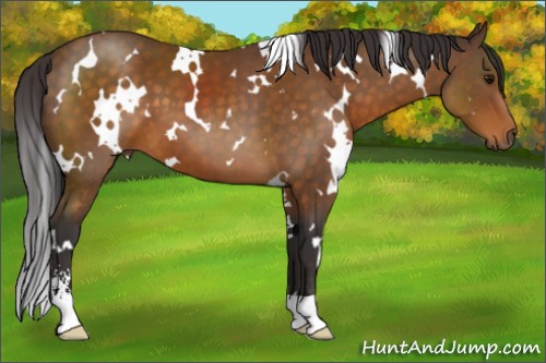 Horse Color:White Spotted Buckskin Sabino 