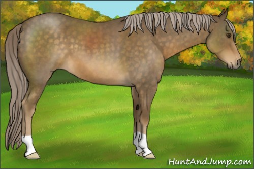 Horse Color:Chocolate Palomino Roan 