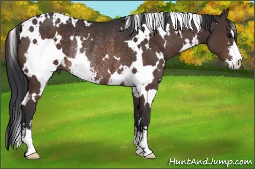 Horse Color:White Spotted Brown Sabino Rabicano 