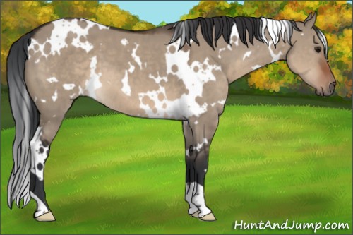Horse Color:White Spotted Brown Dun 