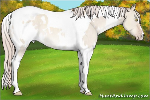 Horse Color:White Spotted Silver Sable Champagne Dun Tobiano 