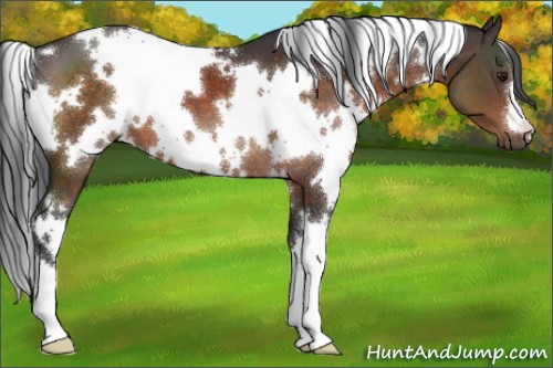 Horse Color:White Spotted Brown 