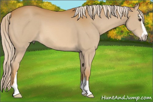 Horse Color:Palomino Sabino 