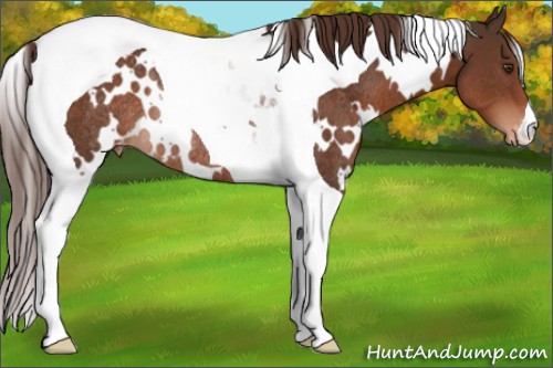 Horse Color:White Spotted Liver Chestnut Tobiano Appaloosa Rabicano 