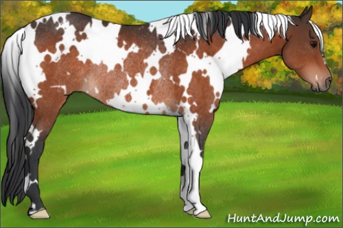 Horse Color:White Spotted Bay Rabicano 