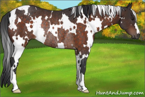 Horse Color:White Spotted Brown Rabicano 