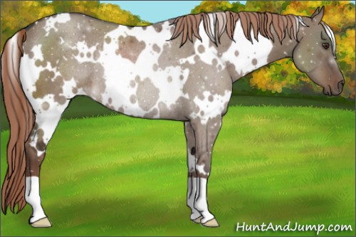 Horse Color:White Spotted Liver Red Dun Rabicano 
