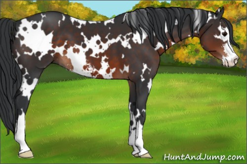 Horse Color:White Spotted Brown Sabino 