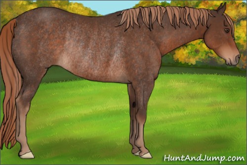 Horse Color:Liver Chestnut Rabicano 