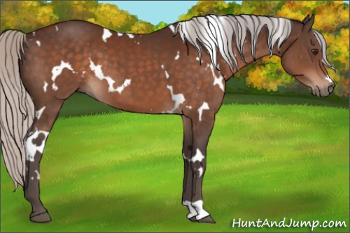 Horse Color:White Spotted Silver Brown 