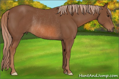 Horse Color:Chestnut Rabicano 