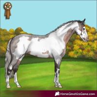 Horse Color:Silver Brown Roan Frame 