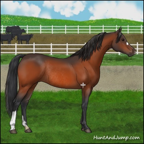 Horse Color:Bay Rabicano 