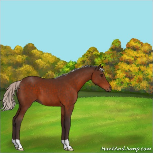 Horse Color:Silver Brown 