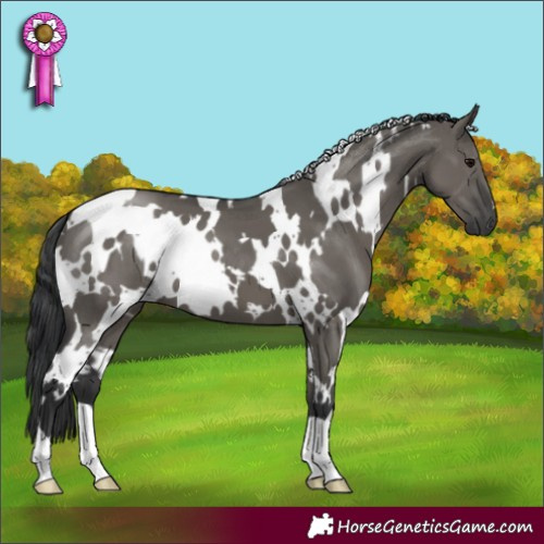 Horse Color:White Spotted Grullo 