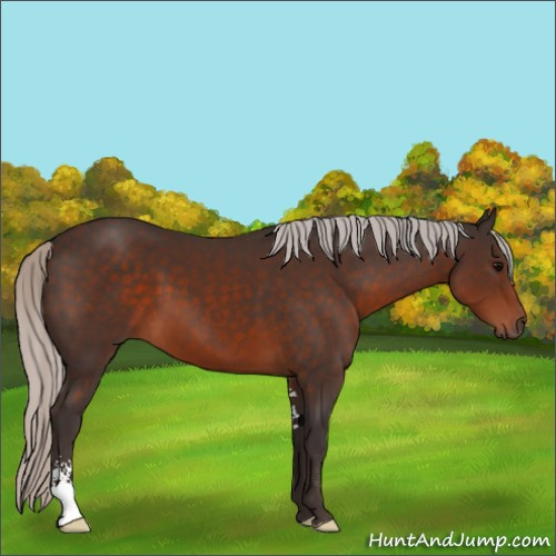 Horse Color:Silver Brown Sabino 