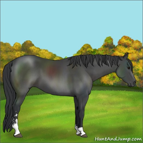 Horse Color:Black Sabino 