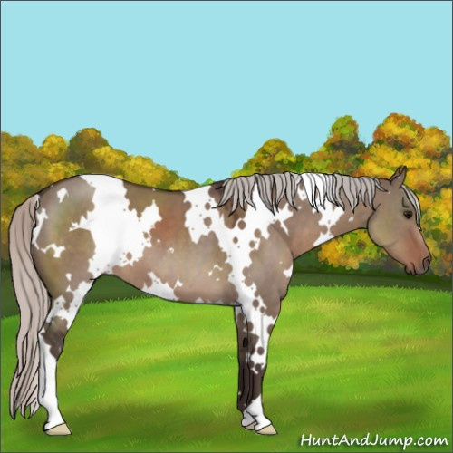 Horse Color:White Spotted Silver Grullo 