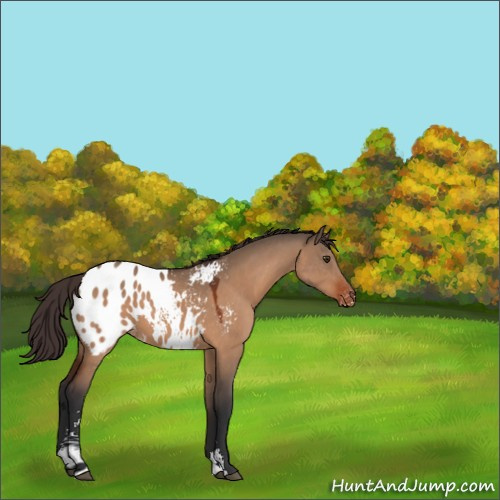 Horse Color:Brown Dun Sabino Appaloosa 