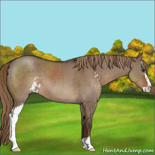 Horse Color:Liver Red Dun Sabino 