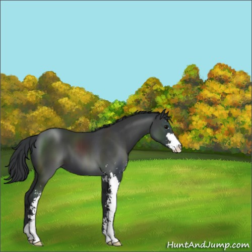 Horse Color:Black Sabino 