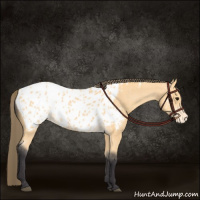 Horse Color:Buckskin Appaloosa 