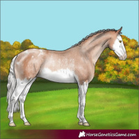 Horse Color:Silver Amber Champagne Splash Varnish Rabicano