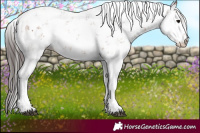 Horse Color:Bay Sabino 