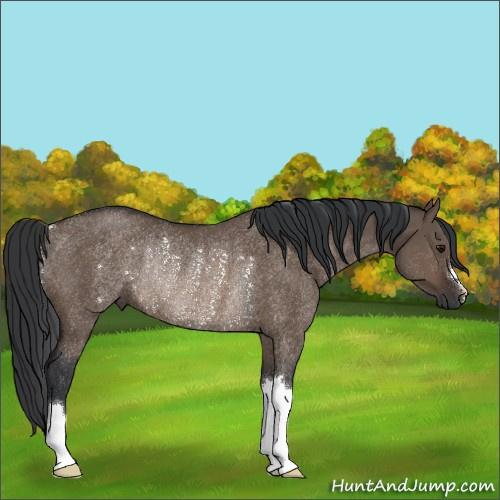 Horse Color:Brown Dun Rabicano 