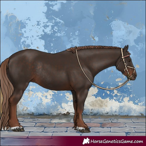 Horse Color:Liver Chestnut Rabicano 