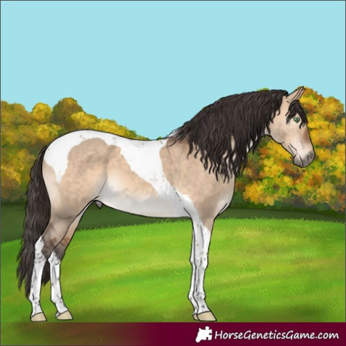 Horse Color:Bay Dun Tobiano