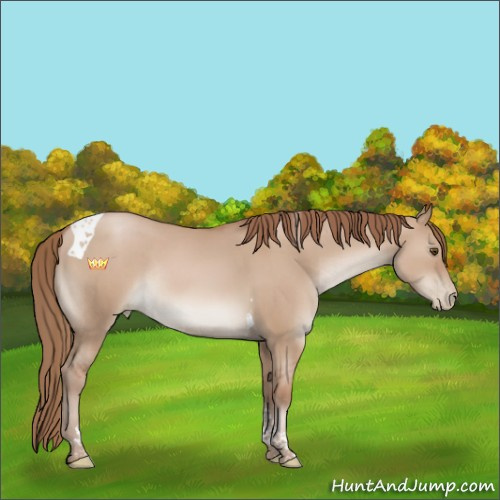 Horse Color:Grullo Pearl Tobiano Rabicano