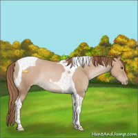 Horse Color:Grullo Pearl Tobiano Rabicano 
