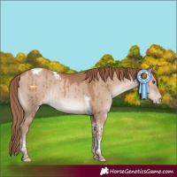 Horse Color:Grullo Pearl Tobiano Rabicano Brindle 