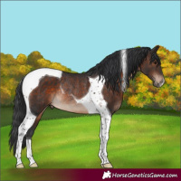 Horse Color:Brown Tobiano Rabicano 