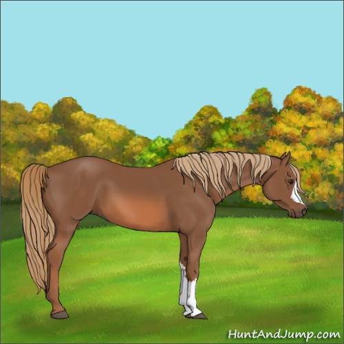 Horse Color:Chestnut 