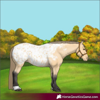 Horse Color:Buckskin Appaloosa 