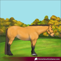 Horse Color:Buckskin 